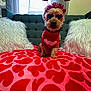 accessories, blanket, couch, cute, decor, dog, festive, fluffy_pillows, green_couch, heart_headband, heart_pattern, heart_sunglasses, indoor, pet, pillows, red_sweater, sitting, small_dog, valentines_day, window