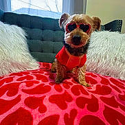 Ben joined the competition — help win amazing prizes! accessory, blanket, couch, cozy, cute, decor, dog, fashion, fur, heart_pattern, indoor, living_room, pet, pillow, red_shirt, sitting, small_dog, sunglasses, sunlight, window