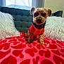 accessory, blanket, couch, cozy, cute, decor, dog, fashion, fur, heart_pattern, indoor, living_room, pet, pillow, red_shirt, sitting, small_dog, sunglasses, sunlight, window