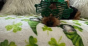 Ben joined the competition — help win amazing prizes! blanket, celebration, costume, couch, cozy, cute, decor, dog, fur, glasses, green, hat, holiday, indoor, pet, pillows, resting, shamrock, st_patricks_day, window