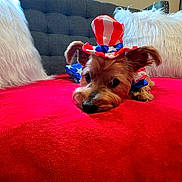 Ben joined the competition — help win amazing prizes! adorable, animal, celebration, costume, cute, dog, domestic_animal, ears, face, fluffy_pillow, gray_couch, hat, indoor, lying_down, patriotic, pet, red_blanket, resting, small_dog, white_pillow