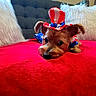 adorable, animal, celebration, costume, cute, dog, domestic_animal, ears, face, fluffy_pillow, gray_couch, hat, indoor, lying_down, patriotic, pet, red_blanket, resting, small_dog, white_pillow