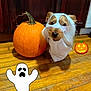 Ben joined the competition — help win amazing prizes! dog, pumpkin, ghost_costume, halloween, wooden_floor, brown_cabinet, pet, costume, indoor, cute, small_dog, orange_pumpkin, cartoon_ghost, cartoon_pumpkin, holiday, festive, funny, animal, white_sheet, flooring