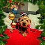 Ben joined the competition — help win amazing prizes! background, christmas_ornaments, couch, cozy, cute, decorative, dog, elf_doll, festive, green, holiday_decor, indoor, pet, pine_branches, plaid_sweater, red, red_blanket, seasonal, toy, white_pillow