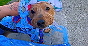 Ben is registered to the contest to win money with this photo: animal, arm, blue, car, concrete, costume, cute, dinosaur, dog, grass, hat, leash, outdoor, person, pet, sidewalk, small_dog, street, sunny, tattoo