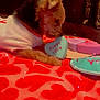 Ben is registered to the contest to win money with this photo: dog, puppy, blanket, heart_shaped_object, red, white_clothing, couch, indoor, sniffing, cozy, furry, toy, patterned, cute, pet, small_dog, relaxing, decor, sparkles, close_up