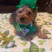 Ben is registered to the contest to win money with this photo: dog, pet, costume, leprechaun, green_hat, bow_tie, blanket, shamrocks, coins, indoor, couch, cute, small_dog, fur, celebration, holiday, st_patricks_day, festive, decor, relaxing