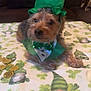 dog, pet, costume, leprechaun, green_hat, bow_tie, blanket, shamrocks, coins, indoor, couch, cute, small_dog, fur, celebration, holiday, st_patricks_day, festive, decor, relaxing