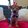 animal, bow_tie, costume, couch, cozy, curtain, cute, decor, dog, fur, furniture, hat, indoor, pet, pillow, portrait, red_blanket, sitting, small_dog, window
