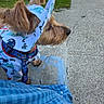 animal, blue_clothing, casual, concrete, daylight, dog, ears, grass, hoodie, leash, outdoor, patterned_fabric, pavement, person, pet, sidewalk, sitting, small_dog, step, street