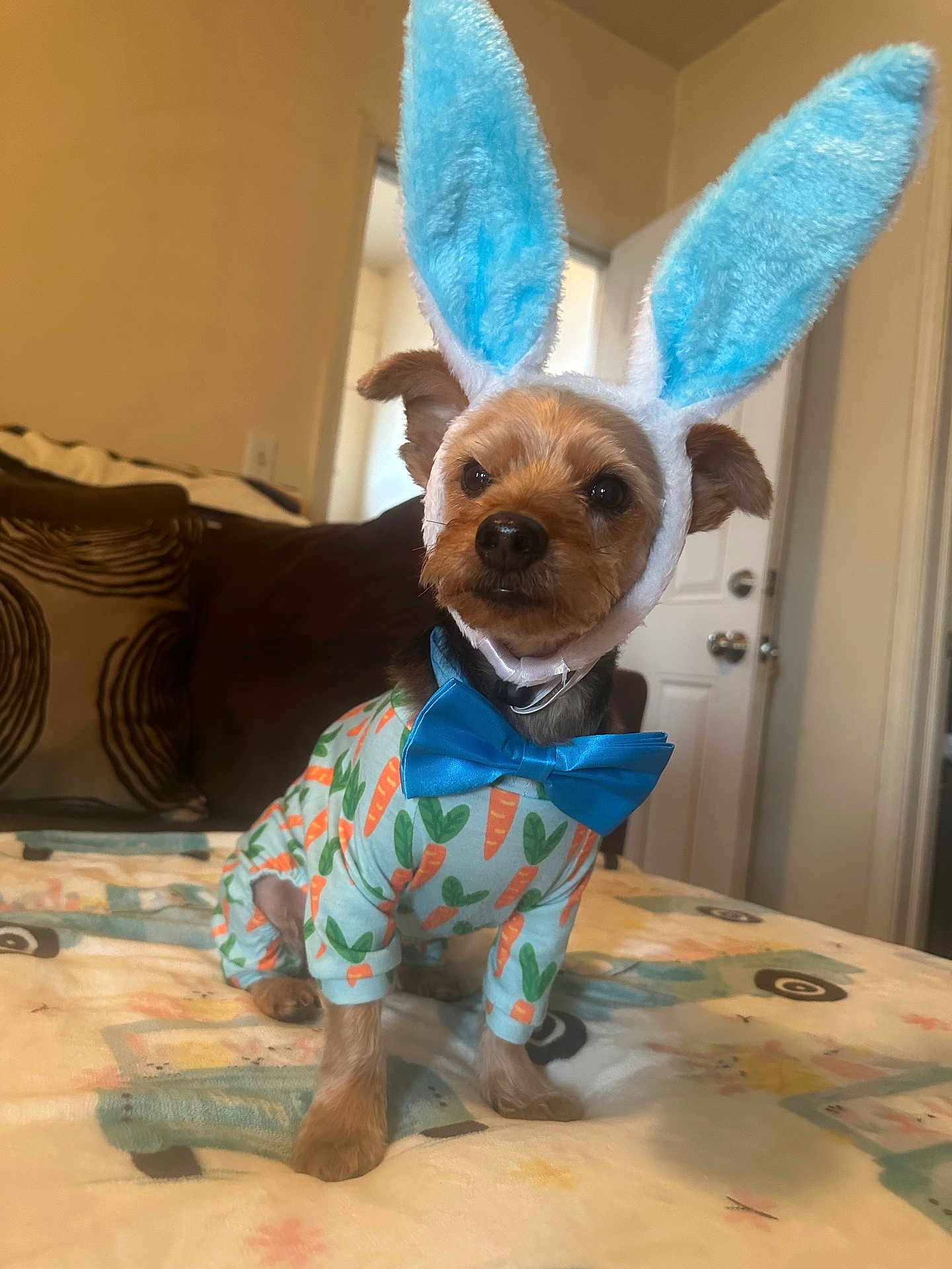 Ben joined the competition — help win amazing prizes! dog, small_dog, costume, bunny_ears, blue_bow_tie, carrot_pattern, pet_clothing, indoors, blanket, couch, door, animal, cute, fur, ears, collar, sitting, face, eyes, nose