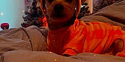 Ben is registered to the contest to win money with this photo: dog, pet, costume, turkey_hat, orange_outfit, bed, blanket, christmas_tree, holiday_decor, indoor, festive, cozy, cute, animal, warm_lighting, decoration, holiday_season, soft_texture, small_dog, portrait