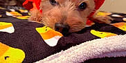 Ben is registered to the contest to win money with this photo: dog, small_dog, blanket, candy_corn_pattern, costume, headband, ears, red, black, sparkly, cozy, indoor, pet, cute, sleepy, close_up, face, nose, fur, holiday
