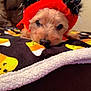 Ben is registered to the contest to win money with this photo: dog, small_dog, blanket, candy_corn_pattern, costume, headband, ears, red, black, sparkly, cozy, indoor, pet, cute, sleepy, close_up, face, nose, fur, holiday