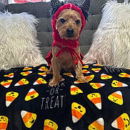 Ben joined the competition — help win amazing prizes! dog, costume, halloween, devil, candy_corn, blanket, jack_o_lantern, couch, pillow, window, decoration, cute, pet, indoor, holiday, orange, black, white, fur, small_dog