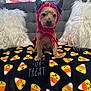 dog, costume, halloween, devil, candy_corn, blanket, jack_o_lantern, couch, pillow, window, decoration, cute, pet, indoor, holiday, orange, black, white, fur, small_dog