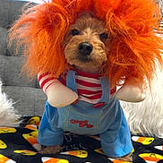 Ben is registered to the contest to win money with this photo: dog, costume, orange_wig, blue_overall, striped_shirt, indoor, blanket, candy_corn_pattern, pet, cute, funny, animal, portrait, small_dog, furry, face, toy, clothing, decor, seated