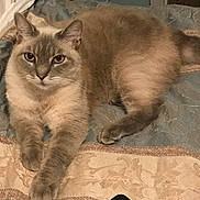 Taurus is registered to the contest to win money with this photo: cat, pet, indoor, bedspread, remote_control, feline, fur, animal, relaxing, comfort, domestic, laying, paws, cream_color, gray_color, curious, calm, home, resting, closeup