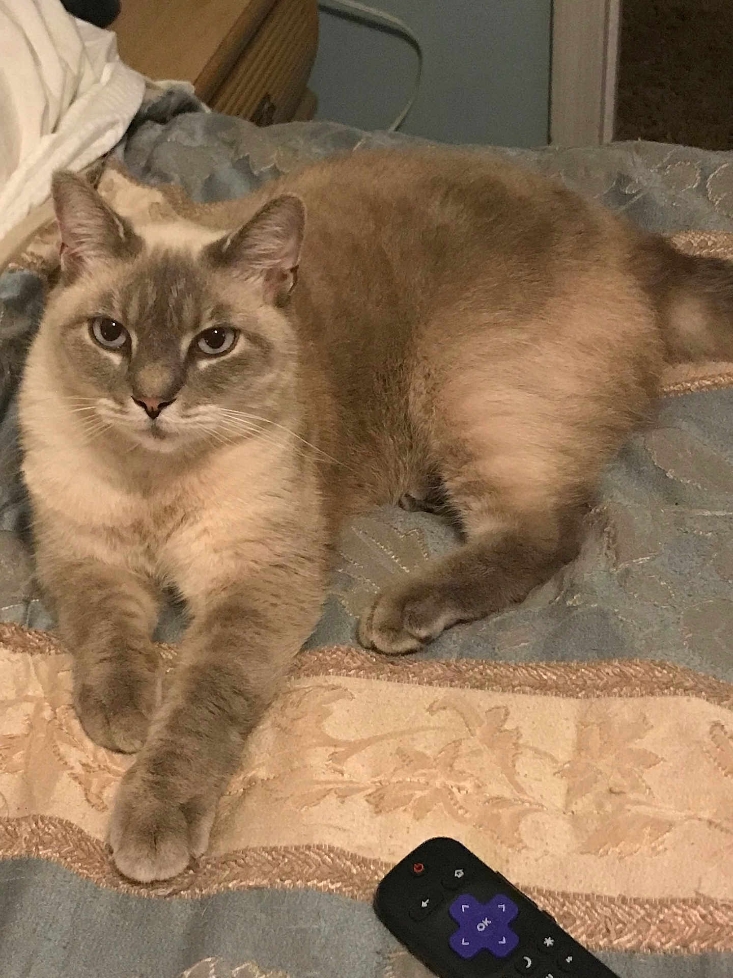 Taurus is registered to the contest to win money with this photo: cat, pet, indoor, bedspread, remote_control, feline, fur, animal, relaxing, comfort, domestic, laying, paws, cream_color, gray_color, curious, calm, home, resting, closeup