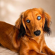 Astro joined the competition — help win amazing prizes! dog, dachshund, blue_eyes, pet, animal, fur, portrait, cute, lying_down, fluffy_surface, brown_fur, black_ears, indoor, close_up, looking_at_camera, canine, domestic_animal, soft_light, neutral_background, adorable