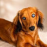 dog, dachshund, blue_eyes, pet, animal, fur, portrait, cute, lying_down, fluffy_surface, brown_fur, black_ears, indoor, close_up, looking_at_camera, canine, domestic_animal, soft_light, neutral_background, adorable