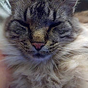 Archibald a rejoint le concours — aidez-le/la à gagner de superbes lots ! animal, cat, close_up, closeup, cute, domestic_animal, face, feline, fluffy, fur, indoor, mammal, pet, pink_nose, portrait, resting, sleepy, soft, tabby, whiskers