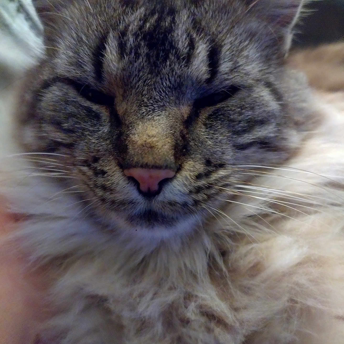 Archibald