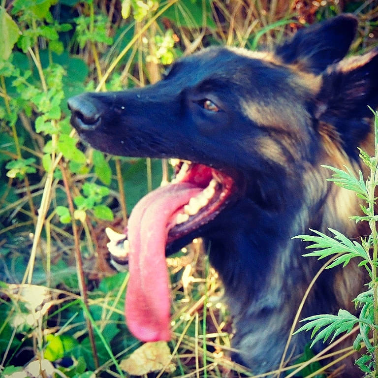 Priska a rejoint le concours — aidez-le/la à gagner de superbes lots ! canidae, carnivore, companion_dog, dog, dog_breed, dog_collar, electric_blue, fang, grass, happy, herding_dog, jaw, plant, snout, sporting_group, terrestrial_animal, terrestrial_plant, working_animal, working_dog