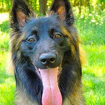 Priska participe au concours pour gagner de l'argent avec cette photo : ancient_dog_breeds, canidae, carnivore, companion_dog, dog, dog_breed, fur, grass, herding_dog, king_shepherd, plant, snout, sporting_group, terrestrial_animal, working_animal, working_dog