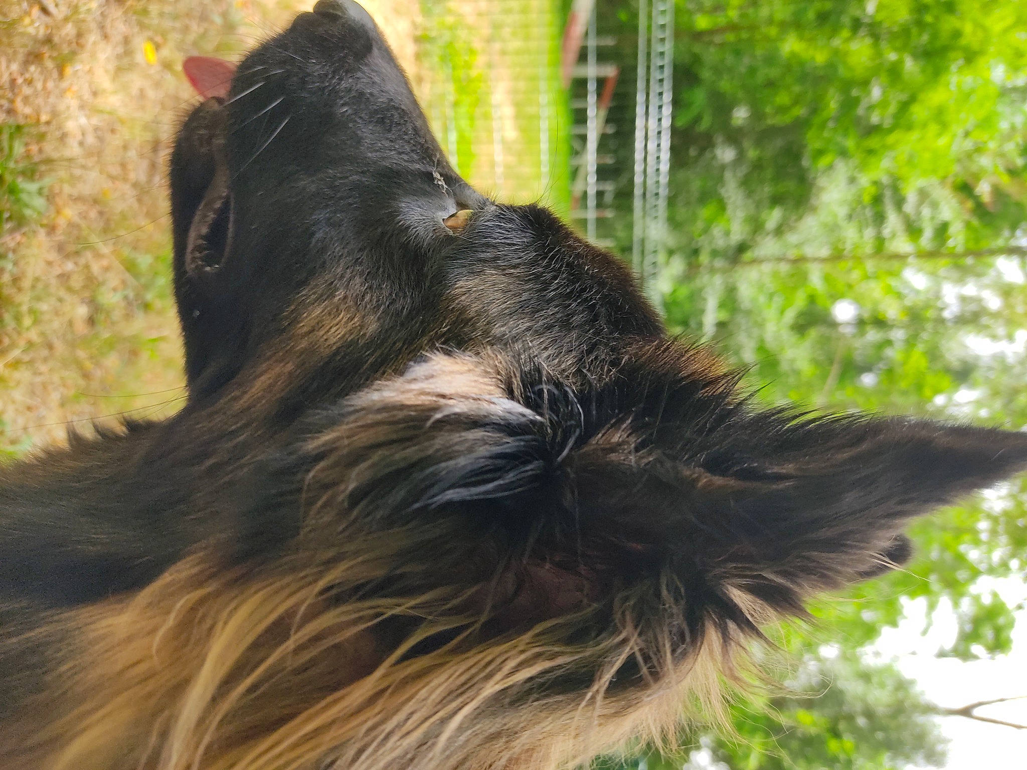 Priska a rejoint le concours — aidez-le/la à gagner de superbes lots ! canidae, carnivore, companion_dog, dog, dog_breed, dog_collar, ear, fawn, felidae, fur, grass, liver, snout, sporting_group, tail, terrestrial_animal, terrier, whiskers, wildlife, working_animal