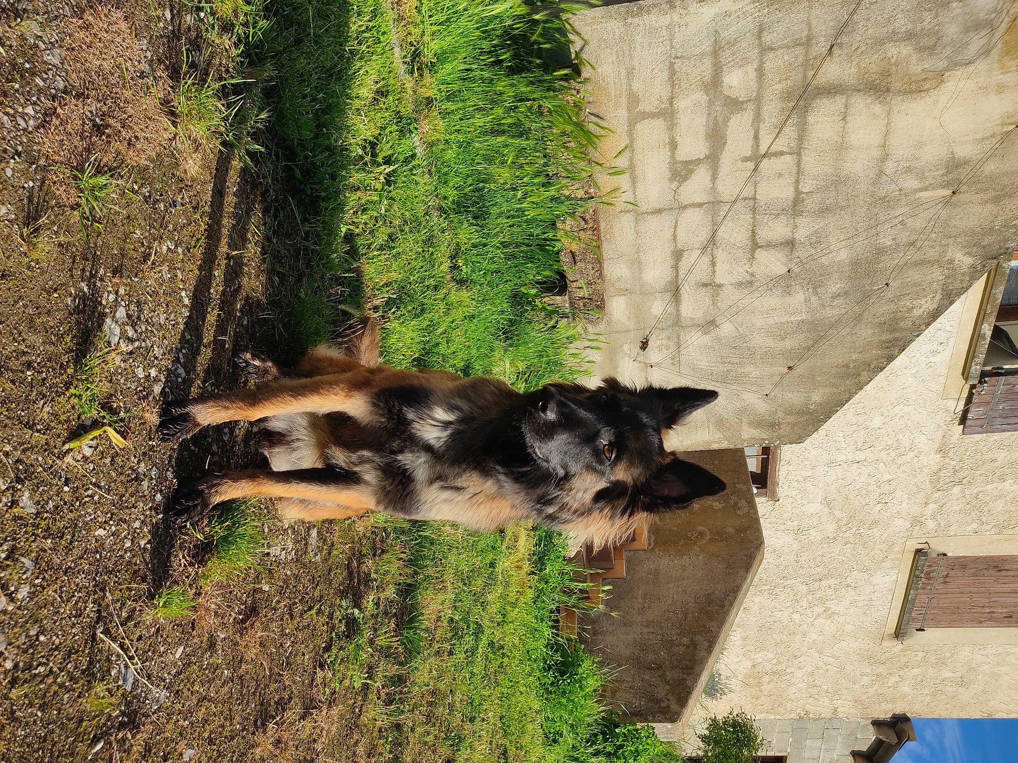 Priska a rejoint le concours — aidez-le/la à gagner de superbes lots ! canidae, carnivore, companion_dog, dog, dog_breed, fawn, felidae, grass, plant, shadow, snout, sporting_group, tail, terrestrial_animal, tree, trunk, wildlife, window, wood, working_animal