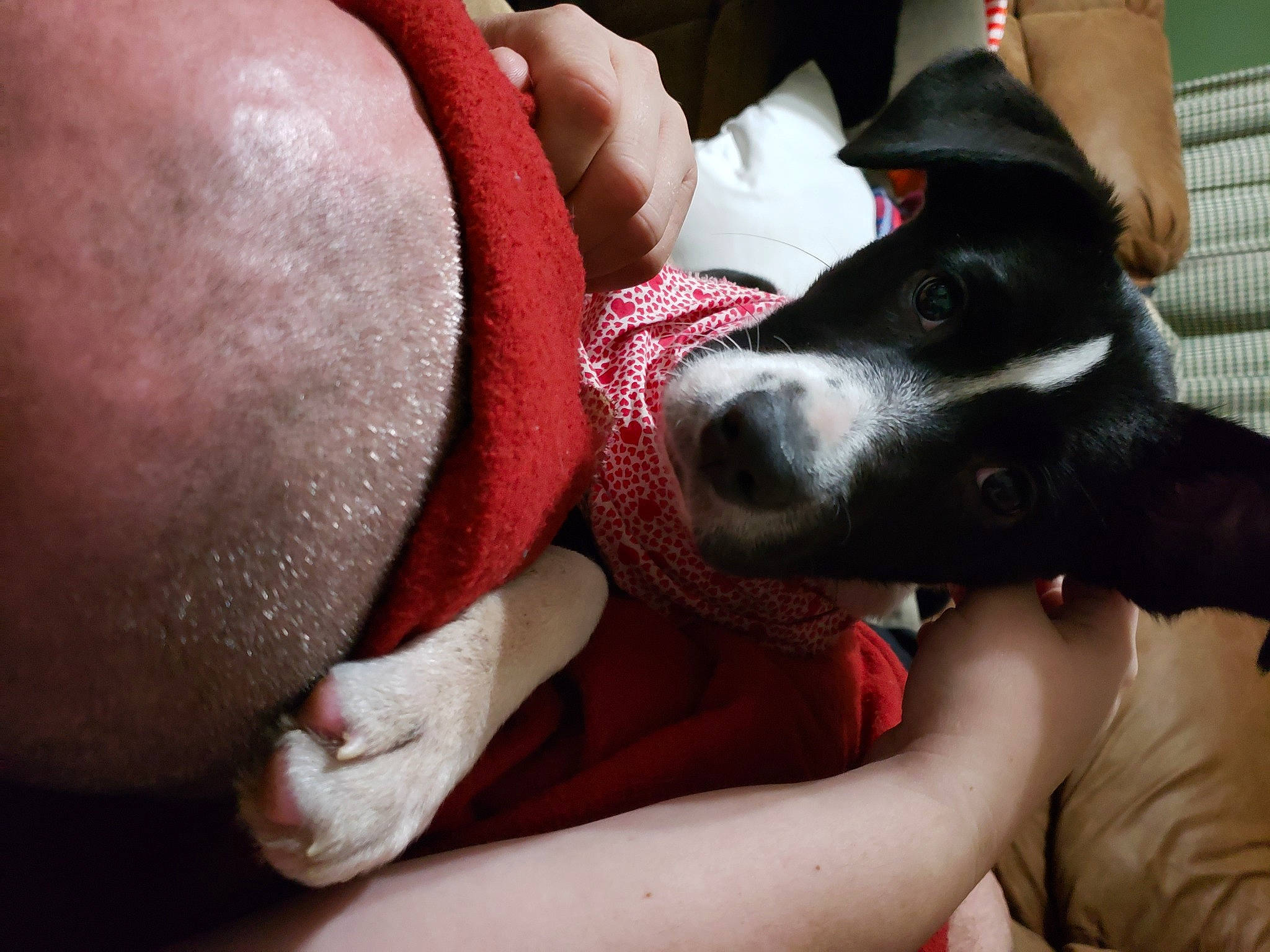 Princess Zelda joined the competition — help win amazing prizes! canidae, carnivore, comfort, companion_dog, dog, dog_breed, non_sporting_group, snout, sporting_group, tongue, working_animal, working_dog