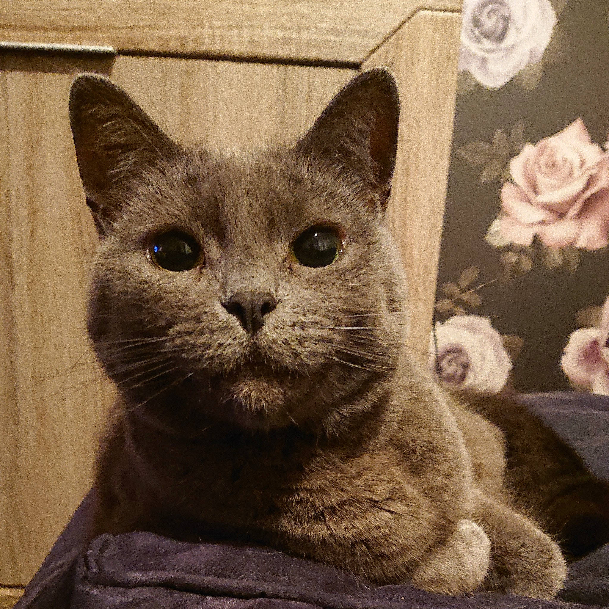 Pig is registered to the contest to win money with this photo: asian, british_shorthair, burmese, carnivore, cat, chartreux, domestic_short_haired_cat, fawn, felidae, german_rex, korat, mammal, nebelung, russian_blue, small_to_medium_sized_cats, snout, vertebrate, whiskers