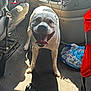 Caesar is registered to the contest to win money with this photo: animal, dog, door, floor, floor_mat, happy, interior, leash, metal, pet, plastic, red_vest, seat, seatbelt, shadow, sunlight, tongue, vehicle, water_bottles, window