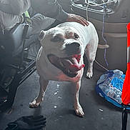 Caesar joined the competition — help win amazing prizes! black_gloves, dog, floor, gloves, hand, happy, indoor, leash, metal_floor, orange_safety_vest, person_hand, pet, seat, seat_frame, seatbelt, tongue_out, vehicle_interior, water_bottles, white_dog, work_environment