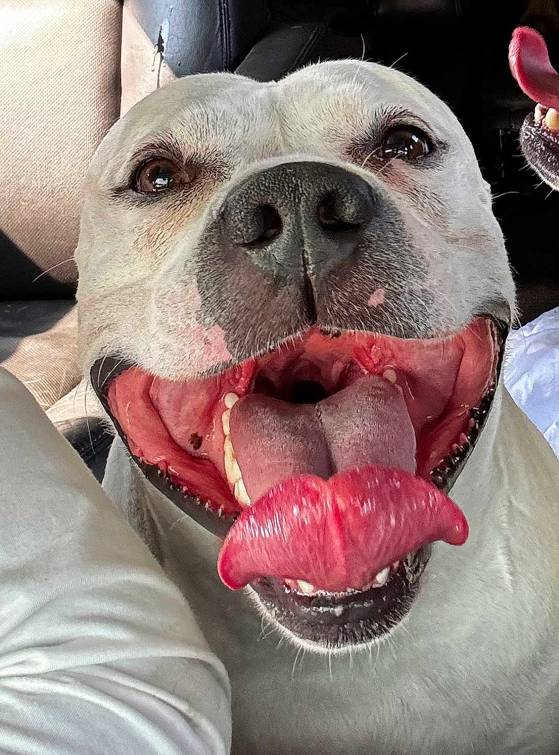 Caesar joined the competition — help win amazing prizes! dog, tongue, mouth, teeth, happy, close_up, pet, canine, animal, inside, car, seat, fur, nose, smiling, playful, light, shadow, cheerful, expression