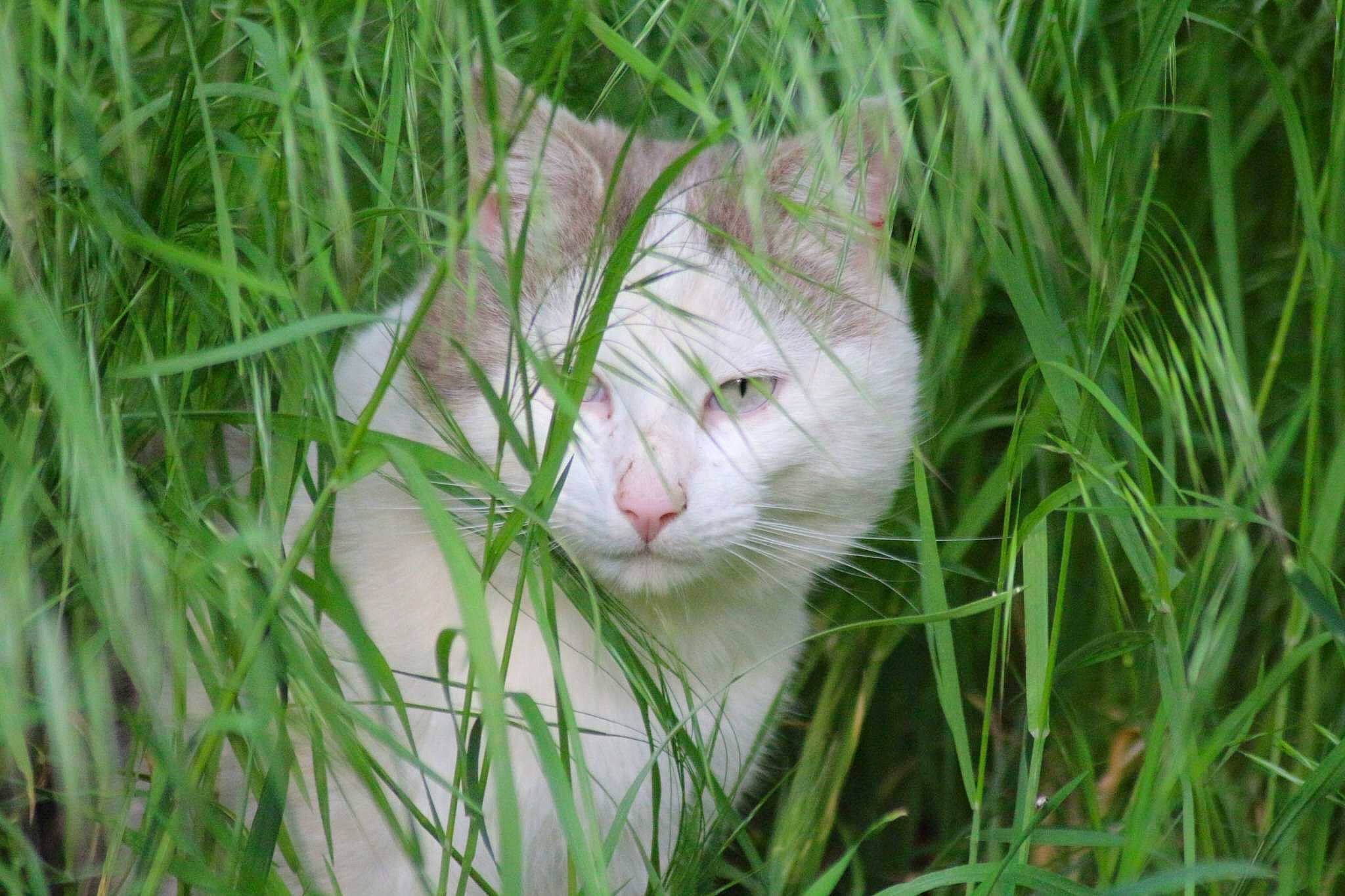 Noix De Coco a rejoint le concours — aidez-le/la à gagner de superbes lots ! aegean_cat, carnivore, cat, domestic_short_haired_cat, felidae, grass, grass_family, green, plant, small_to_medium_sized_cats, snout, whiskers, wildlife