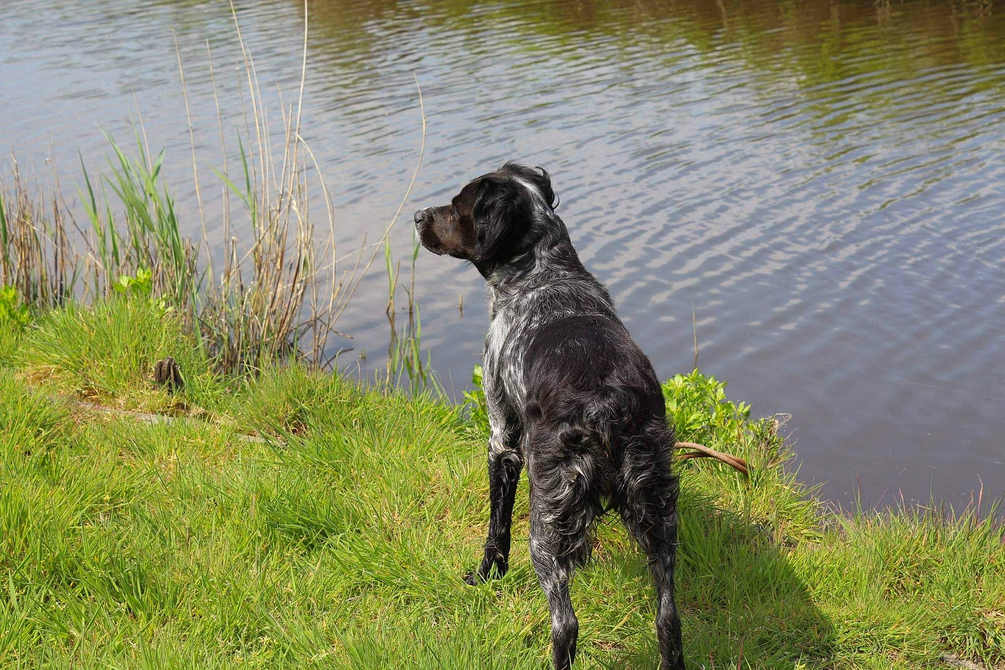 Lena a rejoint le concours — aidez-le/la à gagner de superbes lots ! canidae, carnivore, dog, dog_breed, german_shorthaired_pointer, german_wirehaired_pointer, guard_dog, hunting_dog, mammal, pointer, pointing_breed, sporting_group, vertebrate, wirehaired_pointing_griffon, working_dog