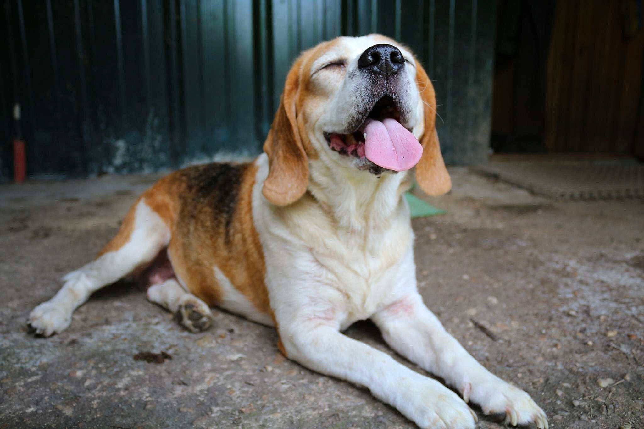 Helfy a rejoint le concours — aidez-le/la à gagner de superbes lots ! american_foxhound, ancient_dog_breeds, beagle, beagle_harrier, canidae, carnivore, companion_dog, dog, dog_breed, english_foxhound, fawn, grand_anglo_francais_tricolore, hound, hunting_dog, mammal, rare_breed_dog, scent_hound, snout, sporting_group, vertebrate