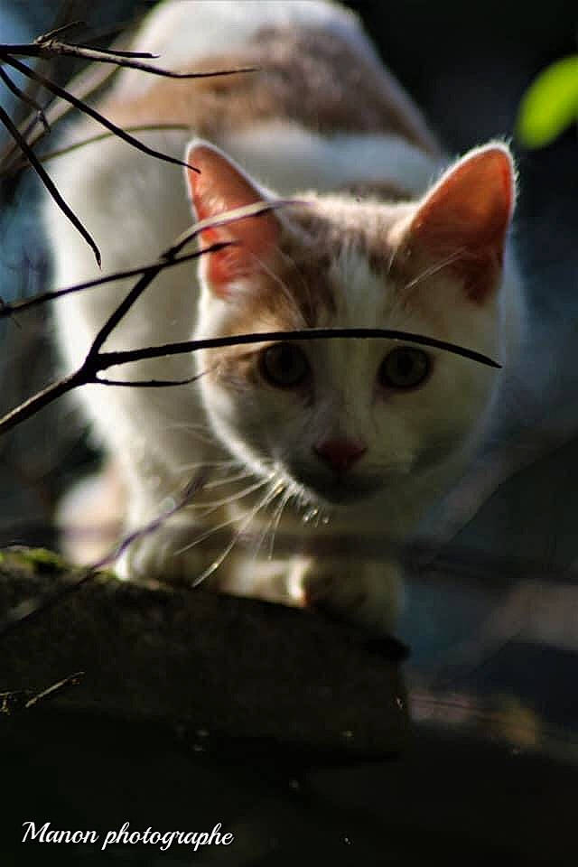 Babouin a rejoint le concours — aidez-le/la à gagner de superbes lots ! aegean_cat, american_wirehair, asian, carnivore, cat, close_up, domestic_short_haired_cat, european_shorthair, eye, felidae, kitten, nose, ojos_azules, photography, sky, small_to_medium_sized_cats, snout, turkish_angora, turkish_van, whiskers