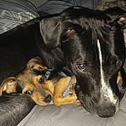 Willow And Marlee is registered to the contest to win money with this photo: dog, dogs, pet, pets, snuggling, cute, black_dog, brown_dog, small_dog, large_dog, close_up, indoor, resting, canine, animal, fur, ears, eyes, companion, cozy