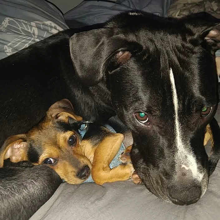 Willow And Marlee is registered to the contest to win money with this photo: dog, dogs, pet, pets, snuggling, cute, black_dog, brown_dog, small_dog, large_dog, close_up, indoor, resting, canine, animal, fur, ears, eyes, companion, cozy