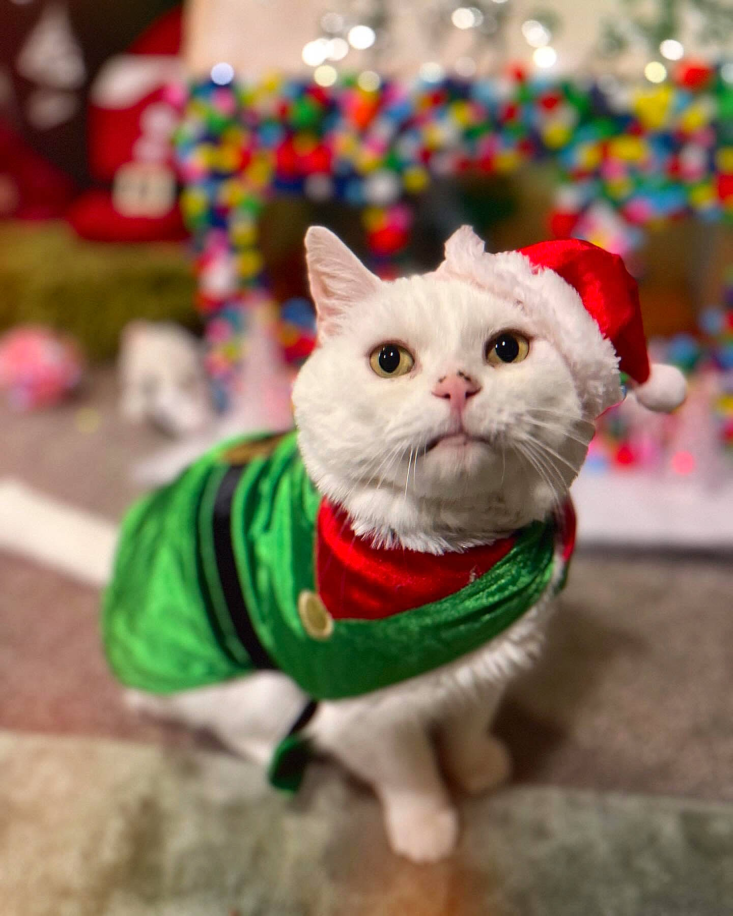 Humphrey joined the competition — help win amazing prizes! bow_tie, carnivore, cat, collar, companion_dog, dog_clothes, domestic_short_haired_cat, event, fawn, felidae, fur, grass, leash, plant, small_to_medium_sized_cats, snout, tail, teddy_bear, tie, whiskers