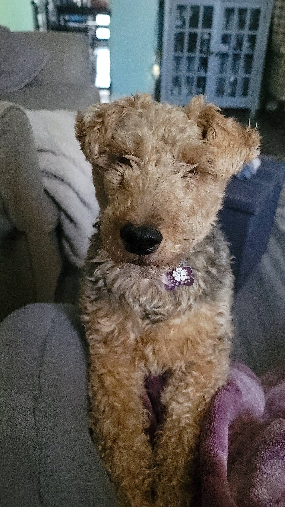 Sadie is registered to the contest to win money with this photo: canidae, carnivore, collar, companion_dog, dog, dog_breed, dog_collar, dog_supply, fawn, fur, lakeland_terrier, pet_supply, small_terrier, snout, sporting_group, terrestrial_animal, terrier, toy_dog, water_dog, working_animal
