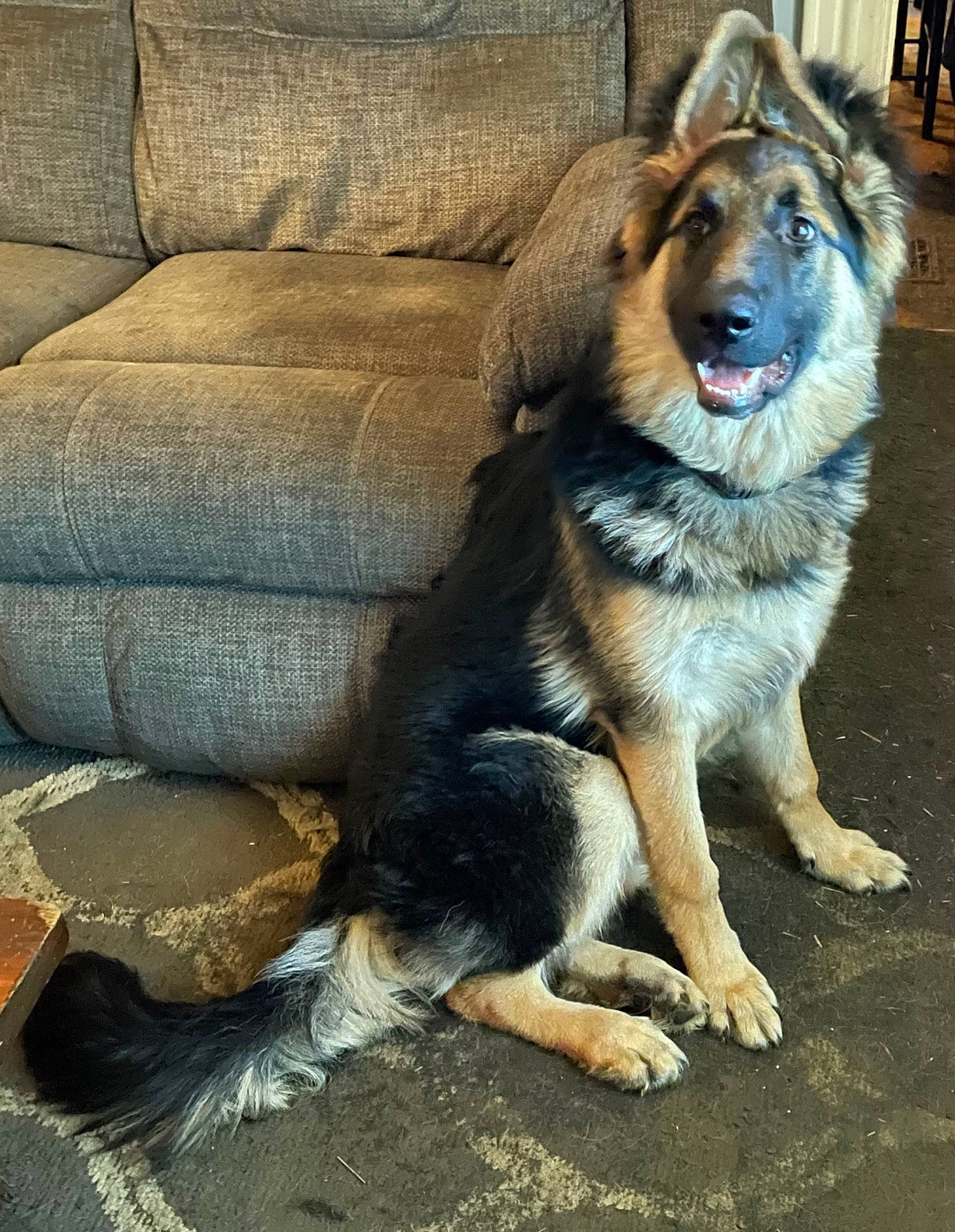 Brutus is registered to the contest to win money with this photo: ancient_dog_breeds, canidae, canis, carnivore, comfort, companion_dog, couch, dog, dog_breed, fang, fawn, fur, herding_dog, king_shepherd, paw, snout, sporting_group, terrestrial_animal, wildlife, working_dog