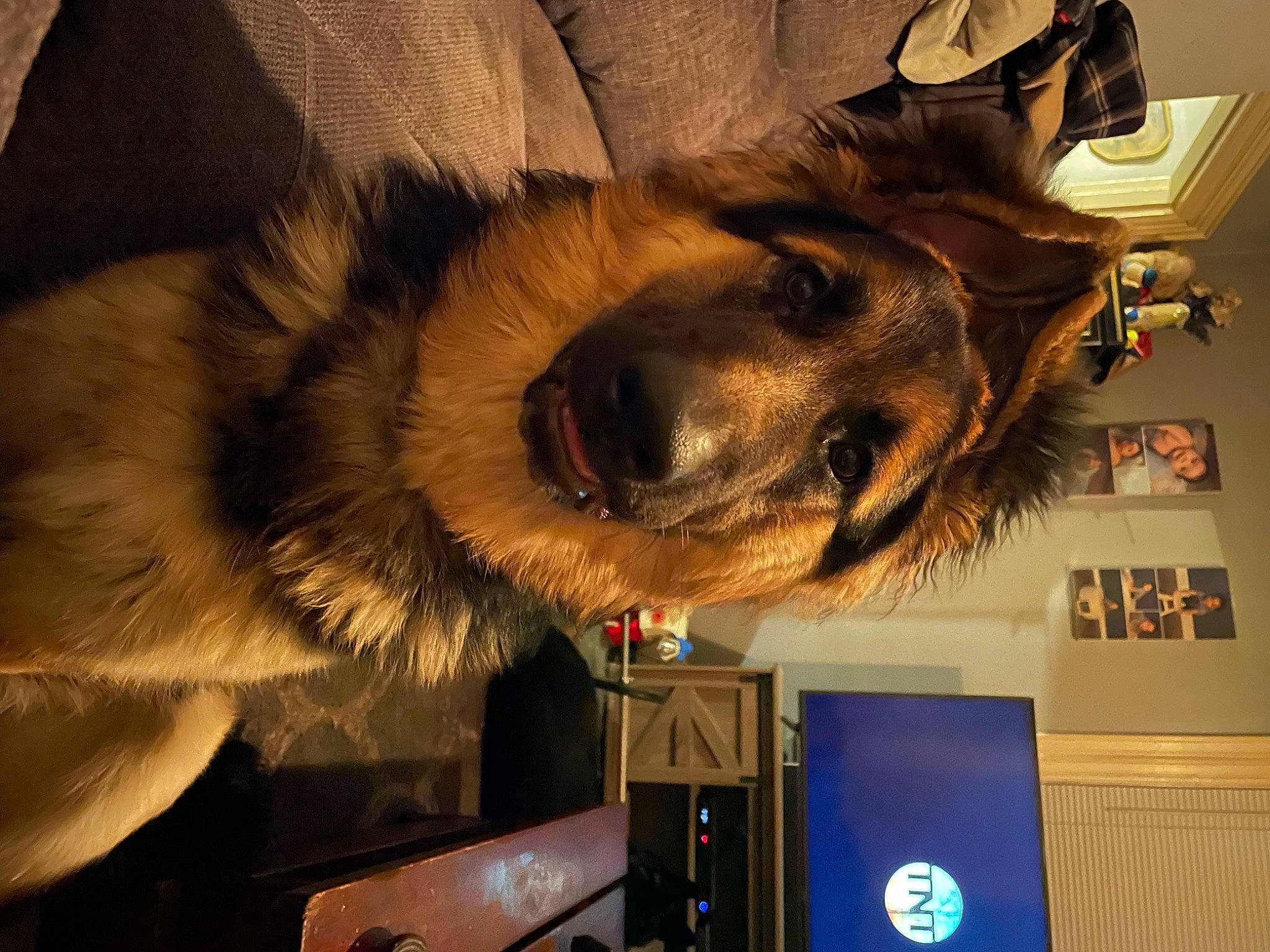 Brutus is registered to the contest to win money with this photo: art, canidae, carnivore, companion_dog, computer, dog_breed, fawn, fun, fur, fur_clothing, jaw, metal, selfie, snout, sporting_group, whiskers, working_animal