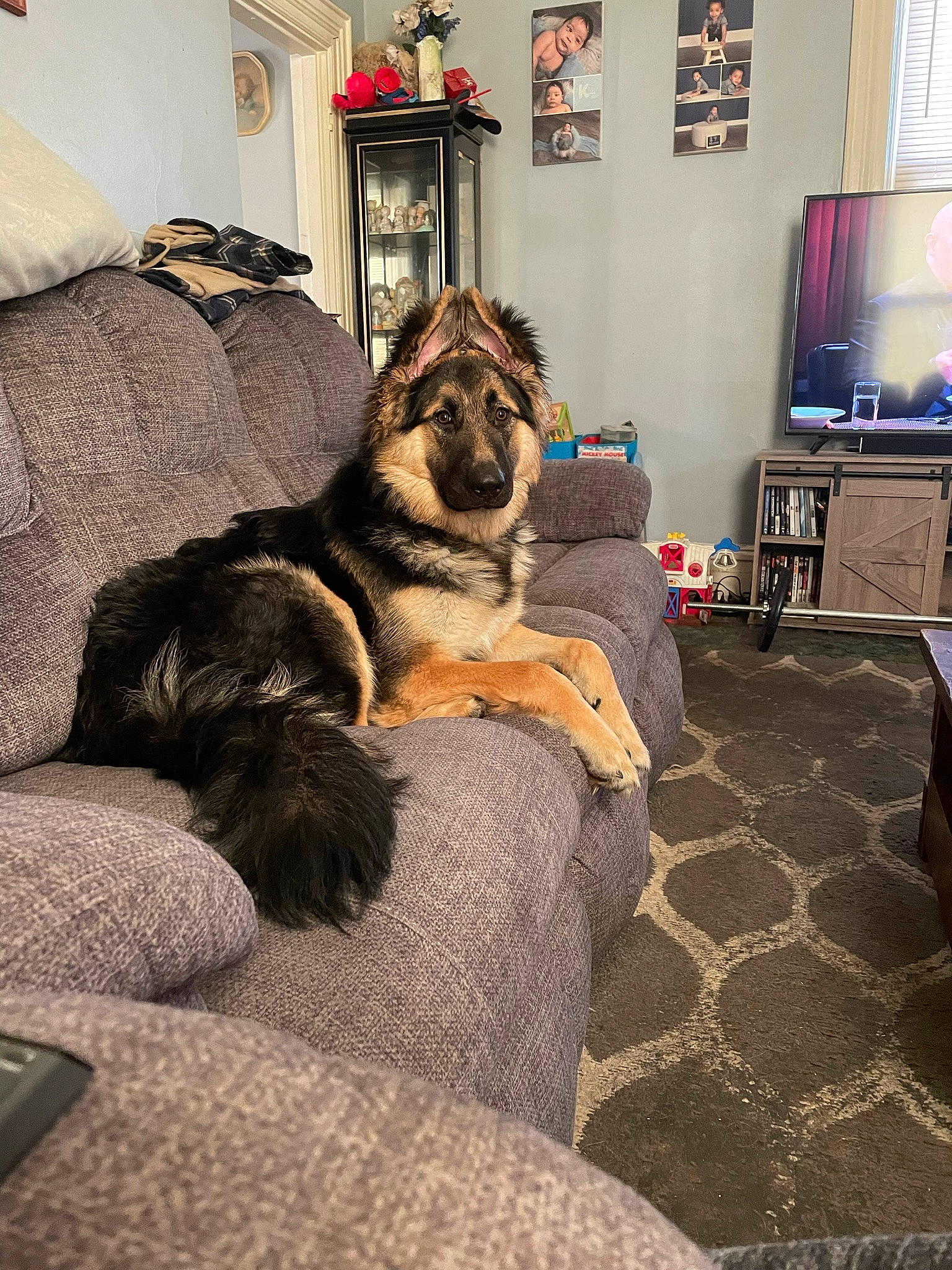 Brutus joined the competition — help win amazing prizes! canidae, carnivore, comfort, companion_dog, couch, dog, dog_breed, fawn, felidae, floor, flooring, fur, hardwood, houseplant, lamp, living_room, picture_frame, room, sporting_group, television