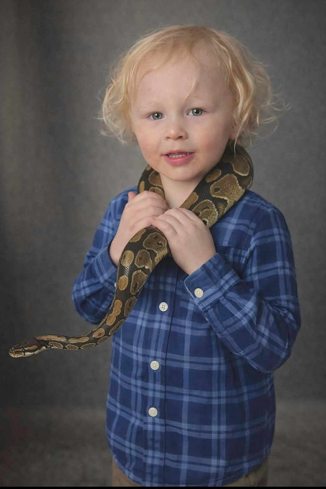 Abe joined the competition — help win amazing prizes! child, boy, portrait, snake, ball_python, pet, blue_plaid_shirt, curly_hair, blond, studio_background, smile, hands, animal, cute, young_child, indoor, casual_clothing, neutral_backdrop, photography, reptile