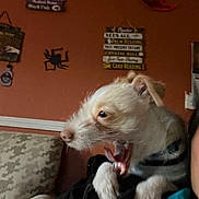 Canelo joined the competition — help win amazing prizes! animal, closeup, couch, cozy, cute, decor, dog, furniture, home, indoor, light_fur, orange_wall, paw, person, pet, resting, shoulder, signs, small_dog, yawning
