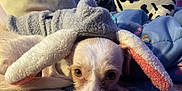 Canelo is registered to the contest to win money with this photo: animal, bed, blanket, bunny_ears, colorful, cozy, cute, dog, ears, face, fur, hoodie, indoor, looking, lying_down, pet, plush_toy, puppy, resting, soft_toys